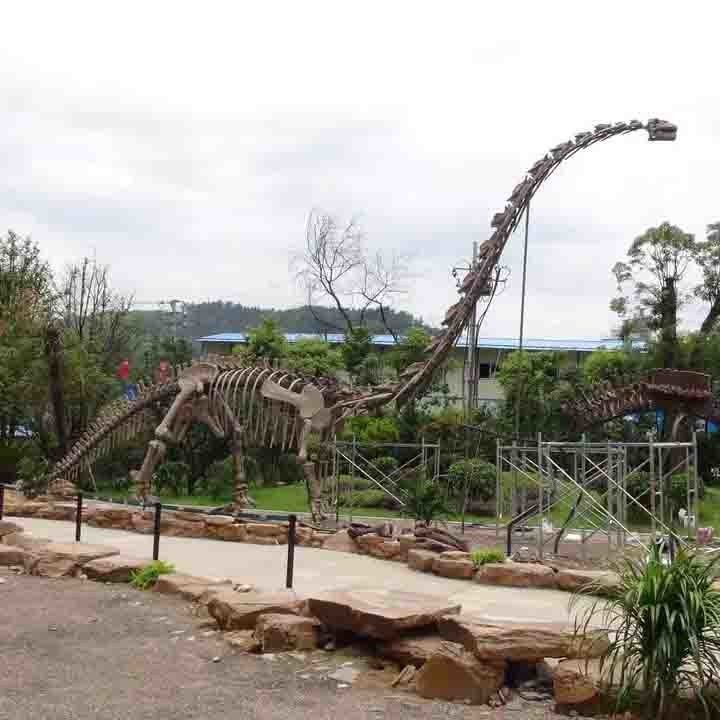 Weather Resistant Dinosaur Skeleton Replica / Dinosaur Bone Replicas