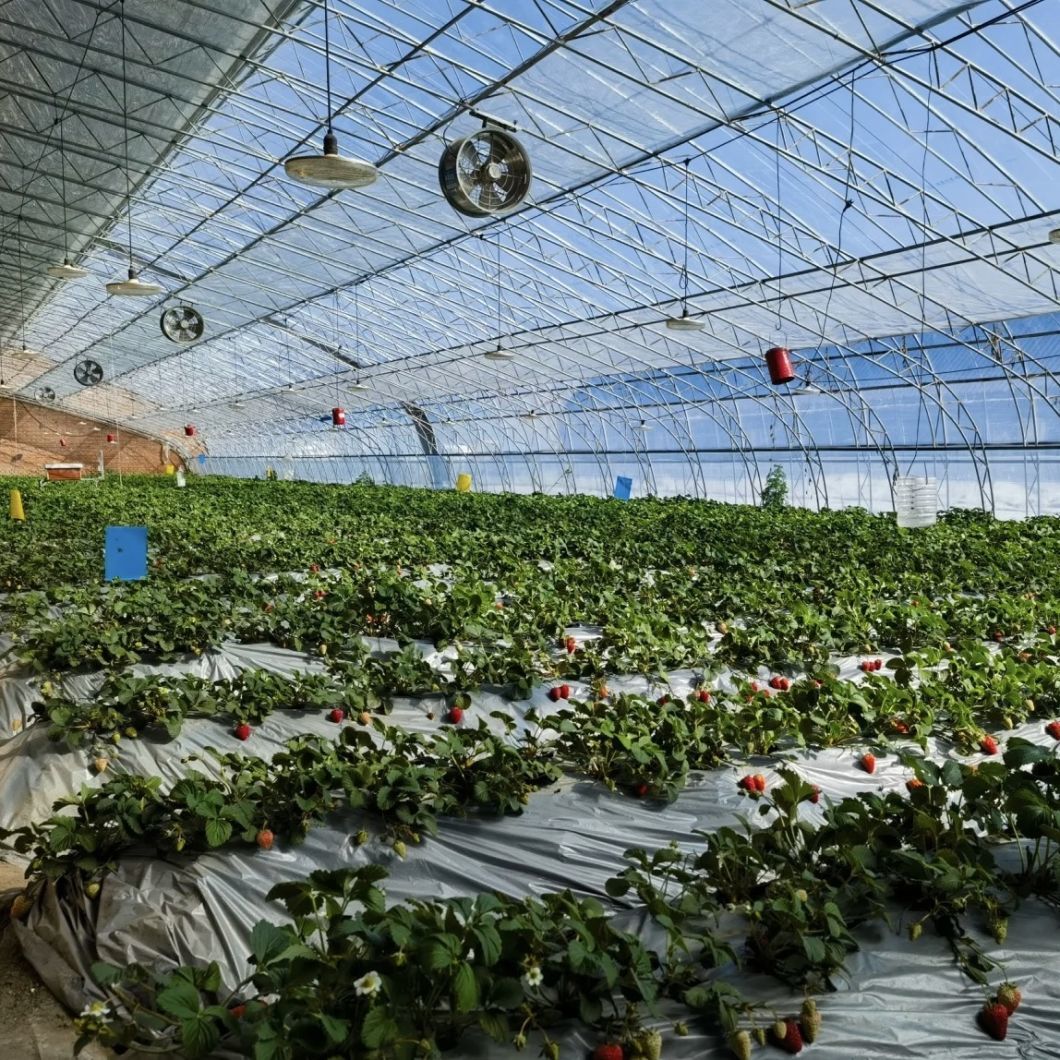 Aquaponics Sunlight Greenhouse