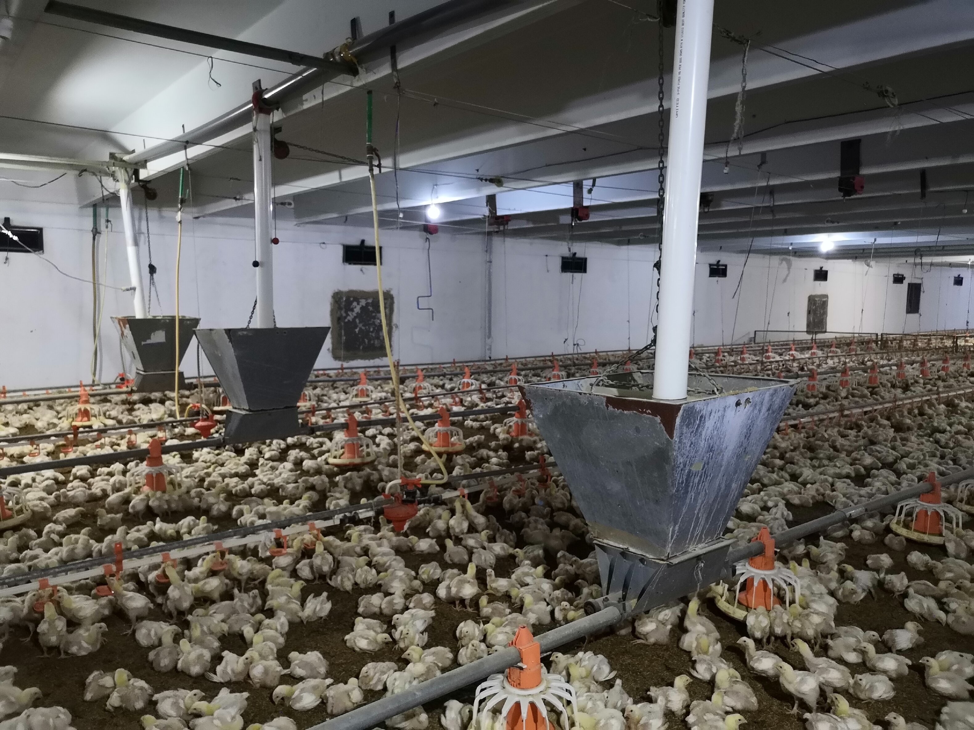 Broiler Automatic Pan Feeding System 380V Automatic Pan Feeder