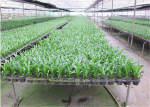 Buy cheap Seedbed System Greenhouse Rolling Benches For Multi Span Agricultural Greenhouse product