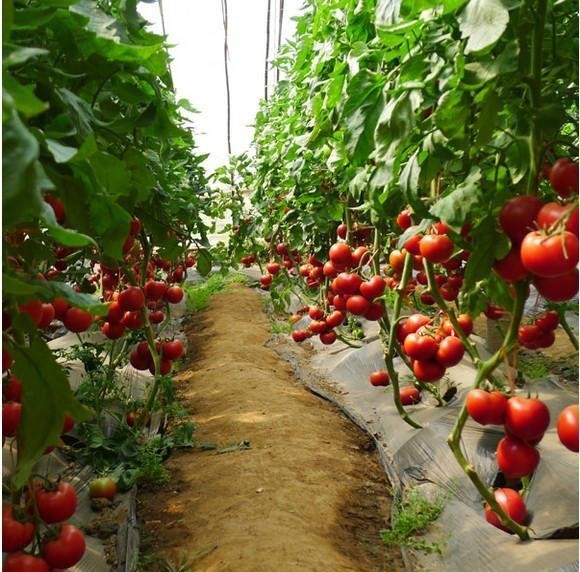 Arched Roof Tomato Plant Greenhouse Span Width 9.6 / 10.8 / 12m Rainfall 140mm/H