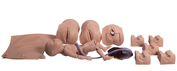 Women PVC Childbirth Simulator With Transparent Abdominal Wall