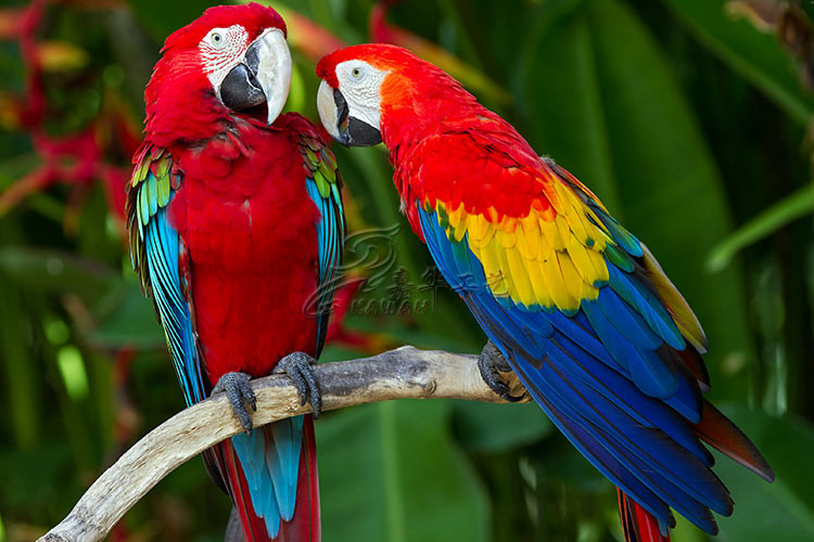 Animatronic Scarlet Macaw With Hairy , Life Size Models Of Animals