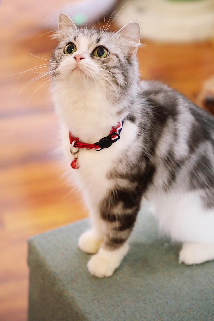 Quick Release Kitten Cat Safety Collar With Bell Soft Polyester Teacup Chihuahua