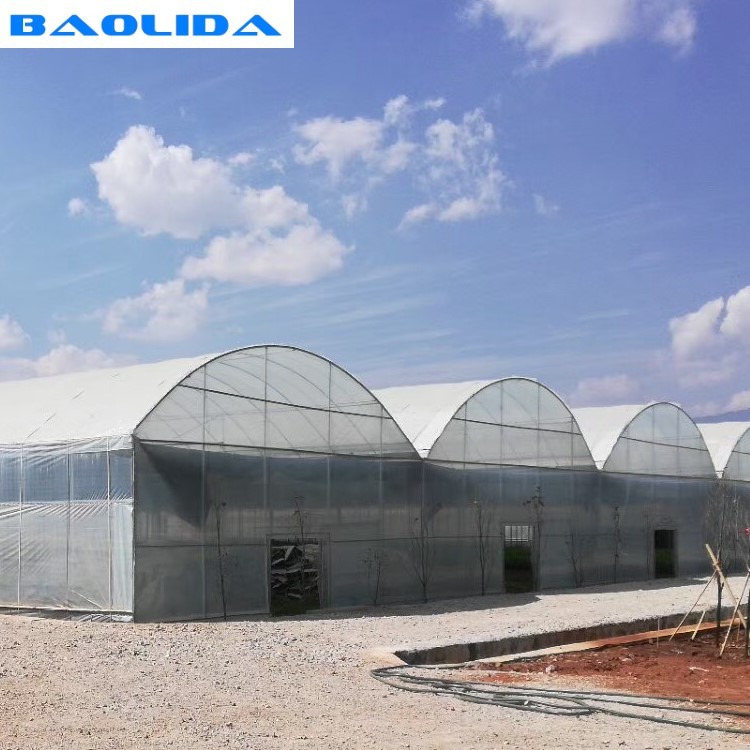 Galvanized Steel Pipe Agricultural Plastic Film Multi Span Tunnel Greenhouse For Vegetable