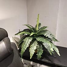 indoor ferns