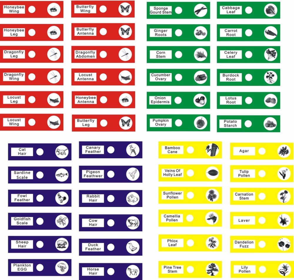 12pcs Children Customized Colorful Plastic Microscope Slides Used For Homeschool Teaching