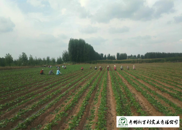 HACCP / GAP Standard Fresh Organic Carrots Own Plantation Supply To Supermarket