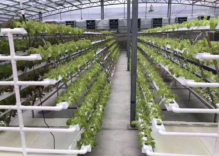 Vertical Nft Hydroponic Growing Channel Grow System For Lettuce Salad Vegetables