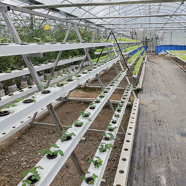 Vertical NFT Hydroponics System With Food Grade PVC Channel Space Saving