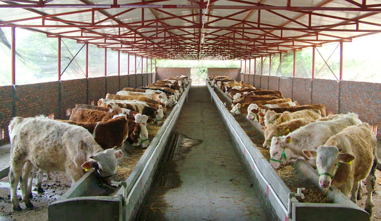 Automation And Sanitary Pre-made Steel Structural Cowshed Framing Systems