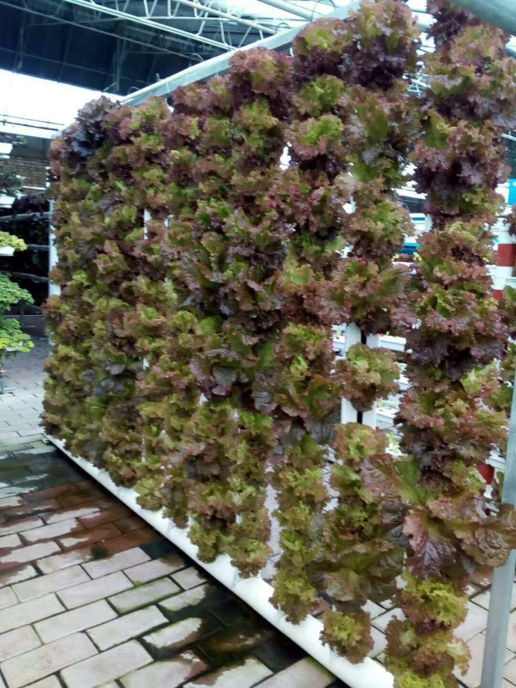 Skyplant Customized NFT Vertical Climate Control Hydroponic Growing Systems