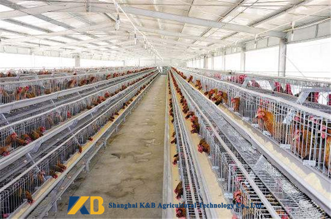 Additive Material Chicken Feed Protein Can Prevent Cartilage And Other Diseases