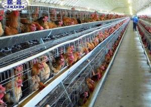 Buy cheap Automatic Layer Chicken Cage Poultry Battery Cage System In Botswana Farm product