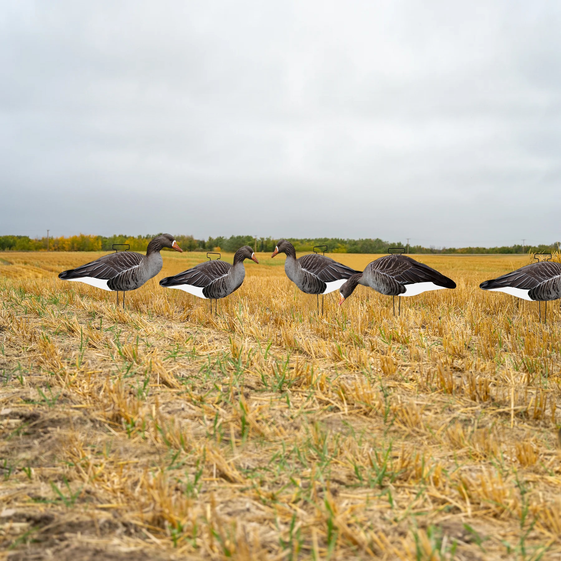 OEM Plastic Lifelike PP Silhouette Specklebelly Goose Decoys Anti Reflective for Hunting