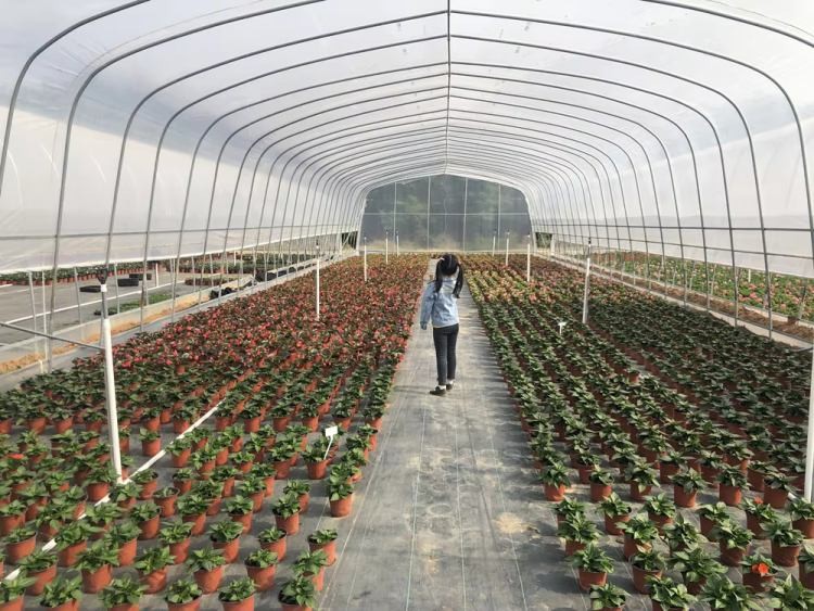 Agricultural Tunnel Greenhouse Single Span PE Film Greenhouse For Flowers Plant