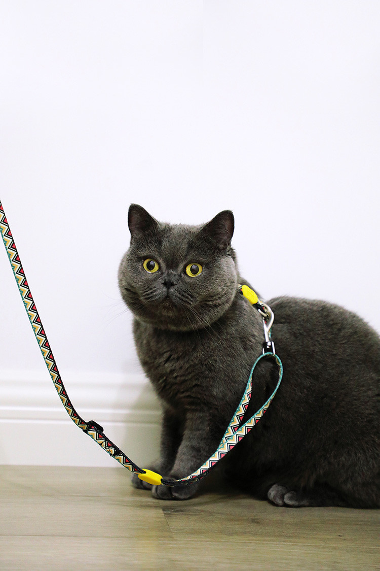 Travel Small Cat Harness And Leash Kitten Lead And Harness