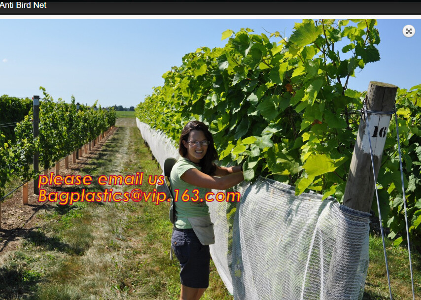 100% new HDPE insect mesh / anti bird net for apple trees,greenhouse anti insect net for plant, agriculture net Anti-ins