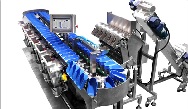 Fresh Food Automatic Weight Grading System Conveyor Fruit Fish Weight Sorting Machine