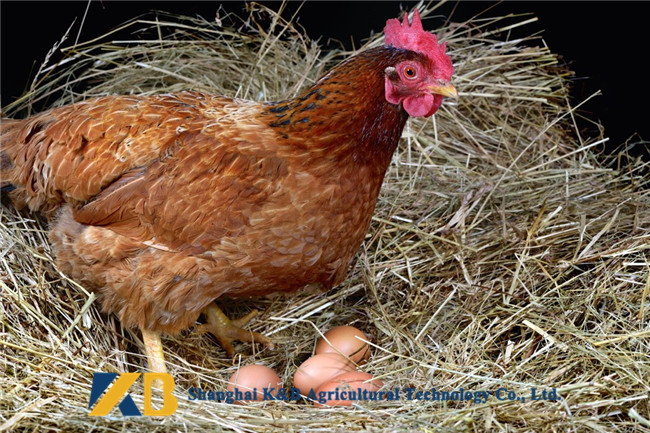 OEM Healthy Fish Meal Animal Feed Can Make Animals Healthy And Stronger
