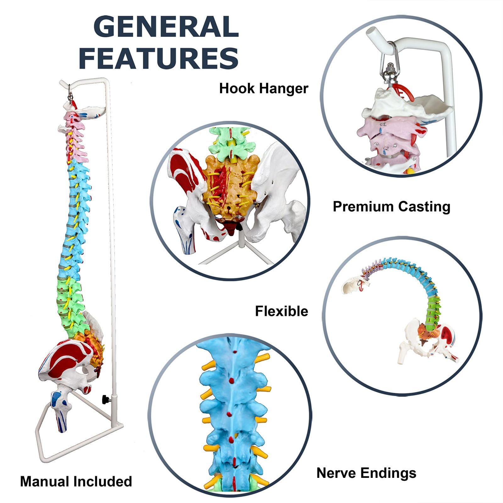 Colored Spine Anatomical Skeleton Model Pelvis Femur Heads