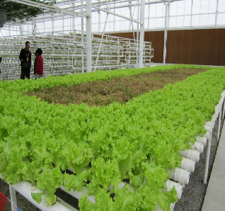Galvanized Frame Multi Span Greenhouse With Hydroponic Growing Systems