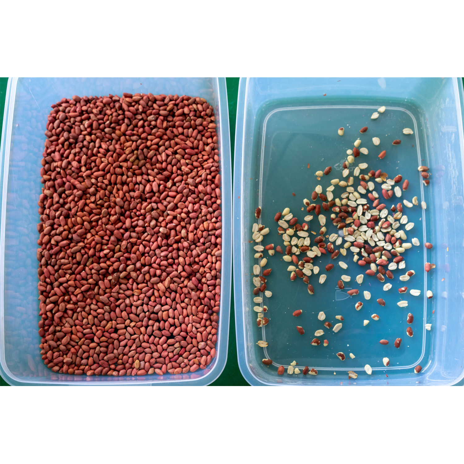 Hot Selling CCD Wheat Color Sorter/Wheat Color Sorting Machine