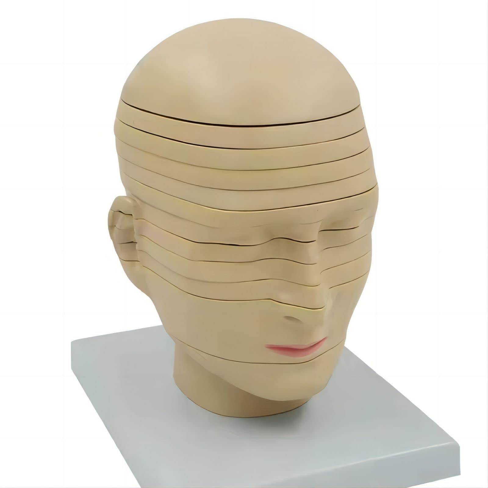 horizontal section of brain nerve function medical brain tomography 12-slice head anatomical model
