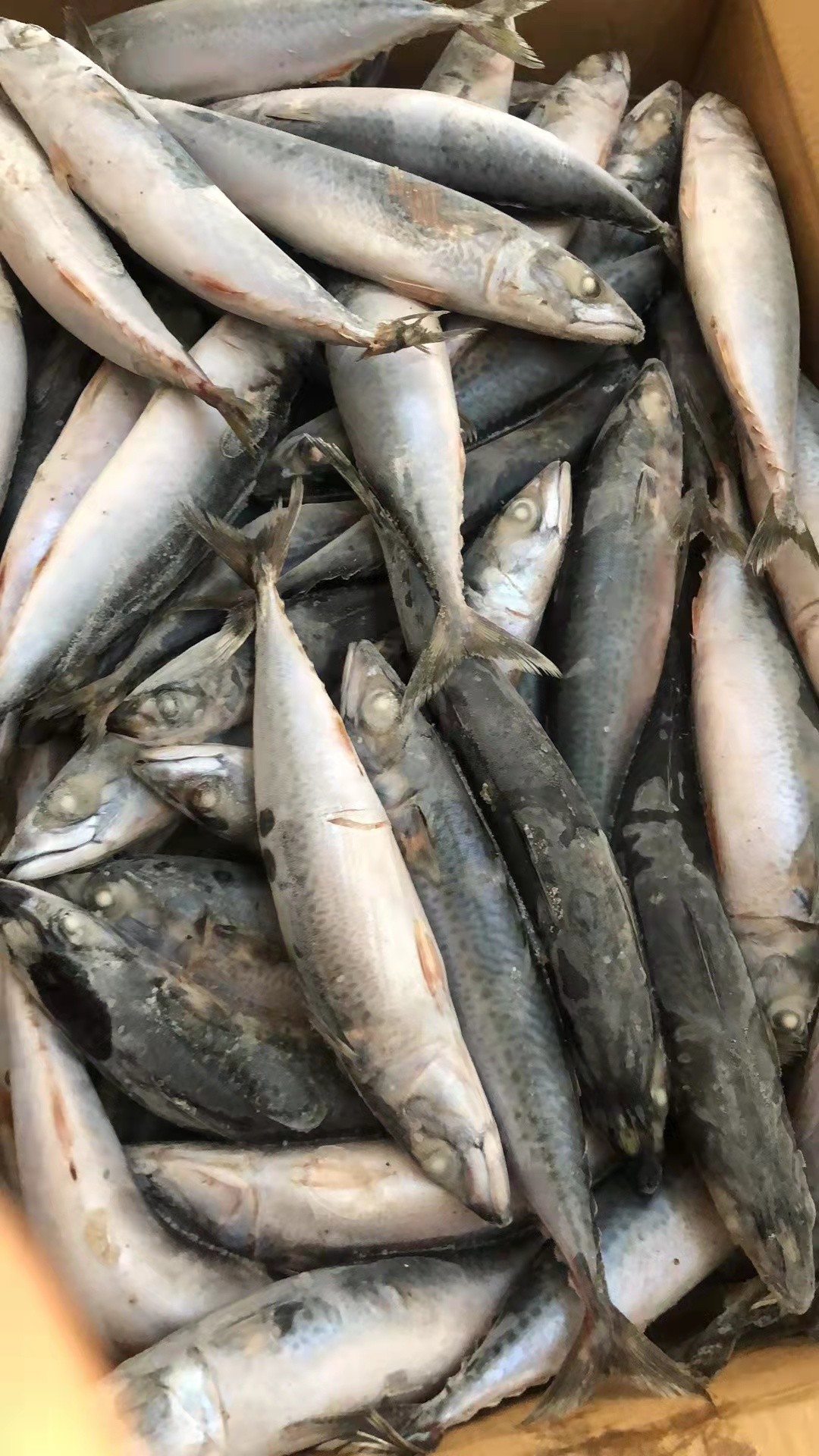 BQF Sea Frozen Mackerel Fish , 40 - 60pcs/ctn Frozen Fishing Bait