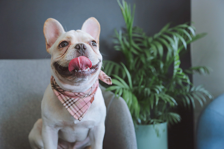 45x45cm Custom Dog Bandana Collars For Puppies Polyester Cotton Polymeric