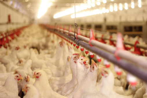 L-Threonine 98.5% for Poultry Feed Amino Acids EINECS No. 200-774-1 at Competitive