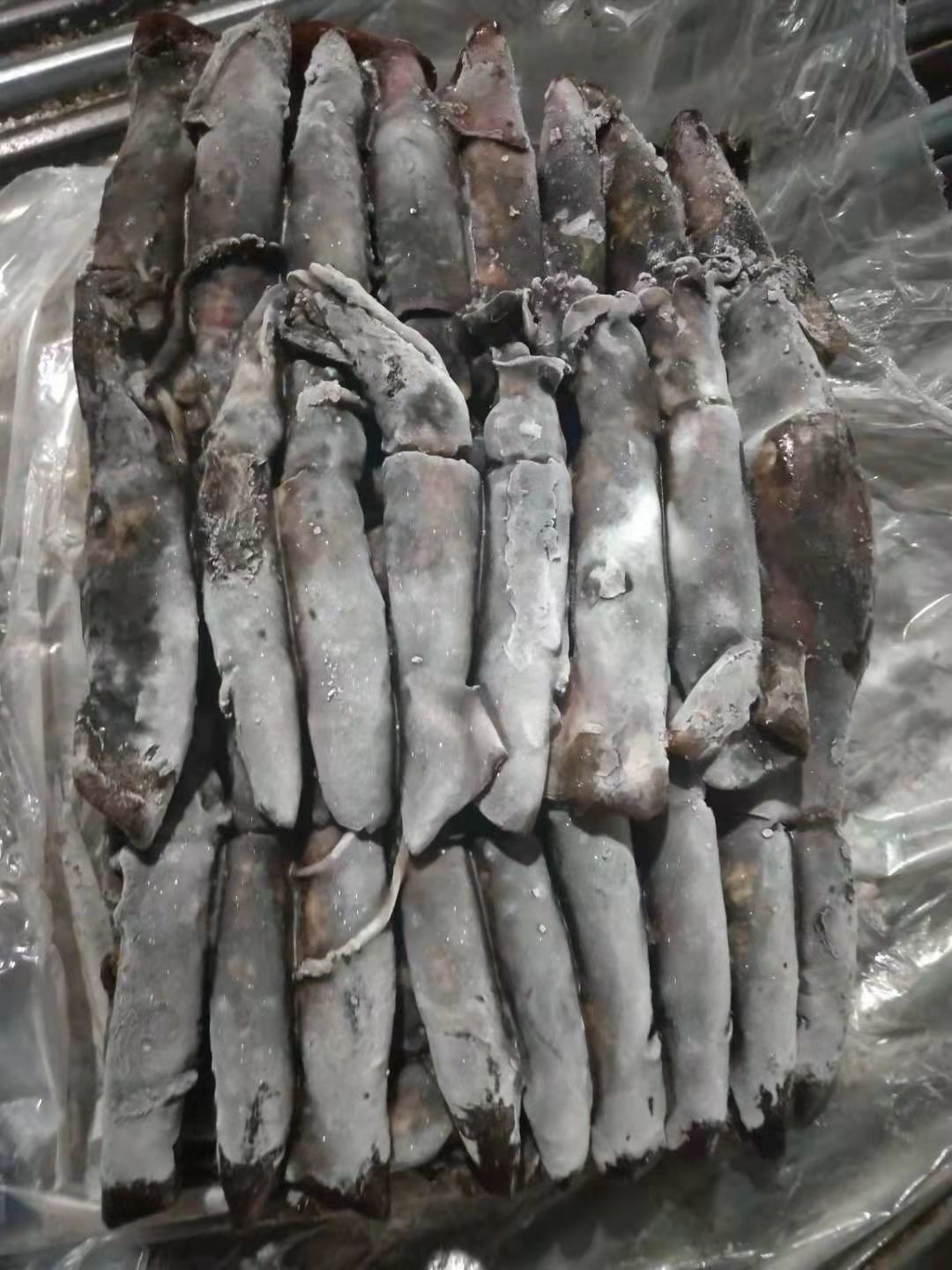 150+G BQF Frozen Black Squid ISO2200 / HACCP Standard