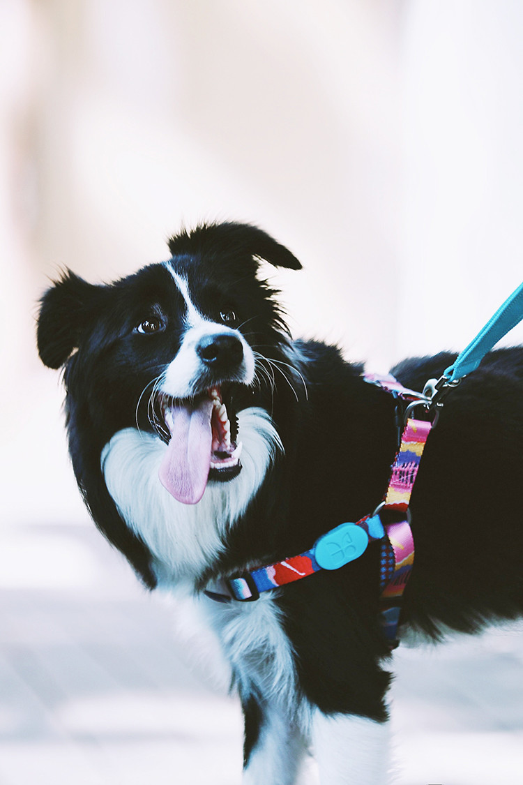 Front Connect Easy Walk Dog Harness Small Medium