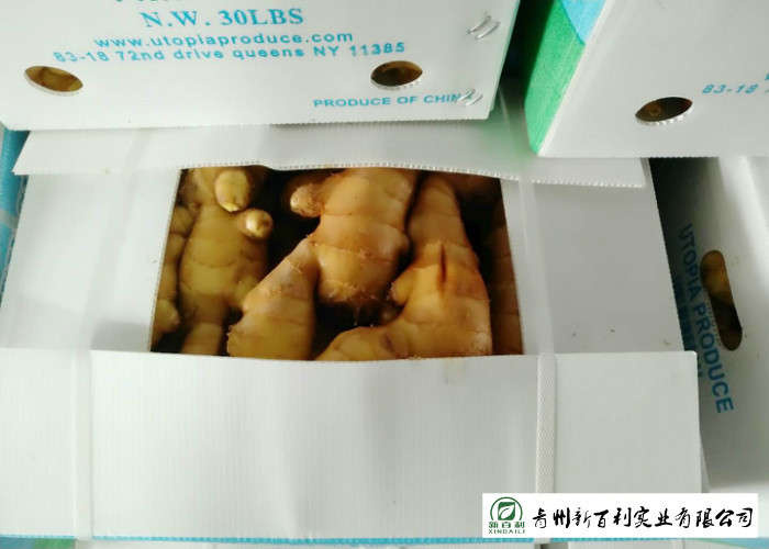 Mature Organic Fresh Ginger , Wholesale Premium Grade Air Dried Ginger