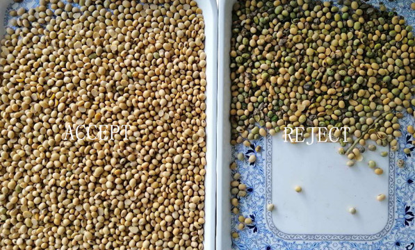 High Output Farmland Automatic Haricot Navy Beans Color Sorter Popular in the USA