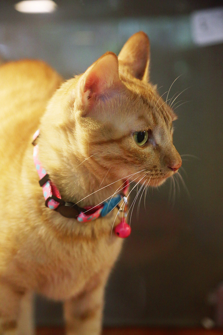 Comfortable Extra Small Safe Cat Collars Bobby Cat Collar