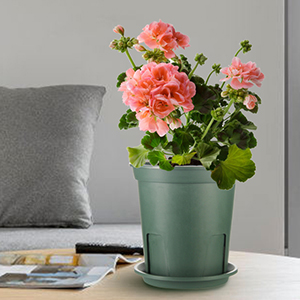 plant pots
