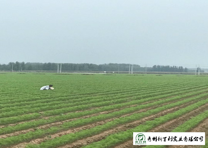 Japan Standard Fresh Organic Carrots Own Plantation Supply To Supermarket