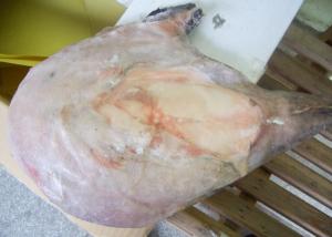 China Whole Round Frozen Monkfish 200 / 300 Size Iso22000 Certification on sale