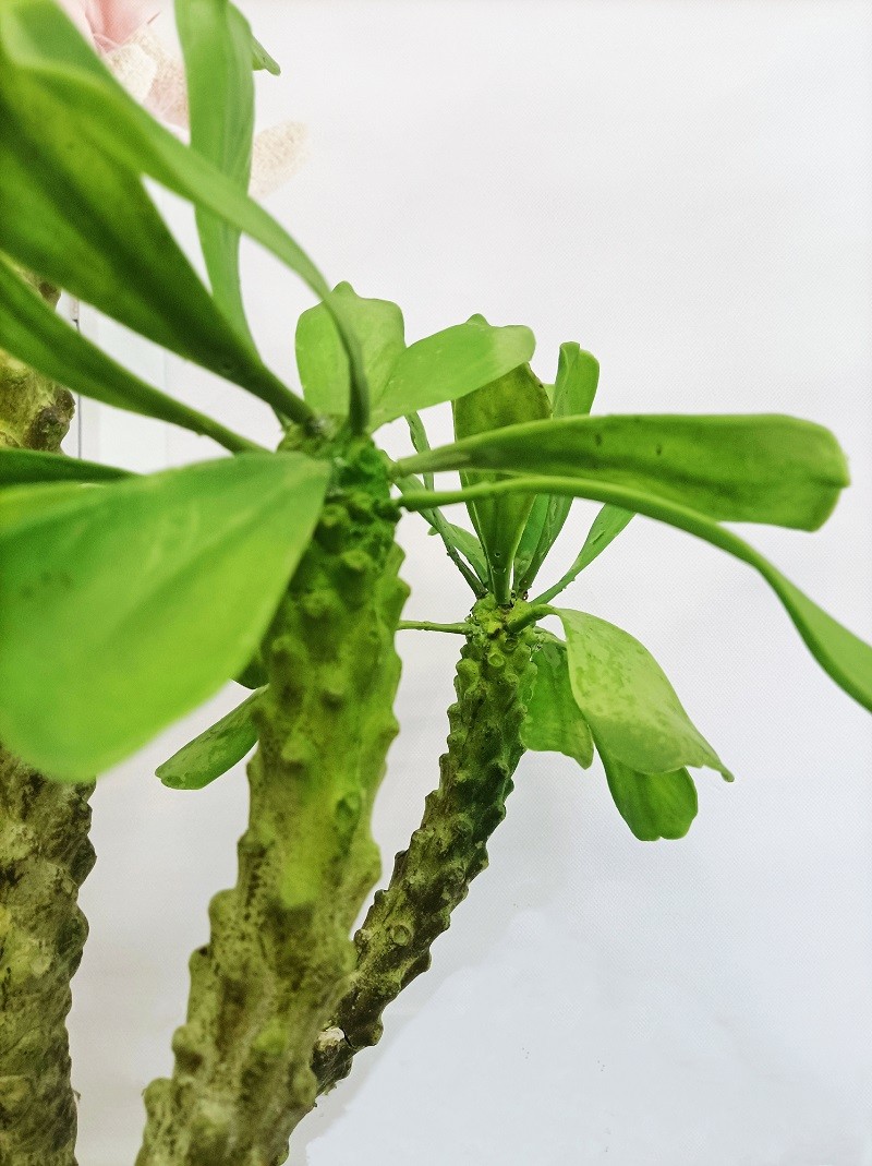 Height 100cm Artificial Landscape Trees Pachypodium Lamerei Drake Indoor Decor
