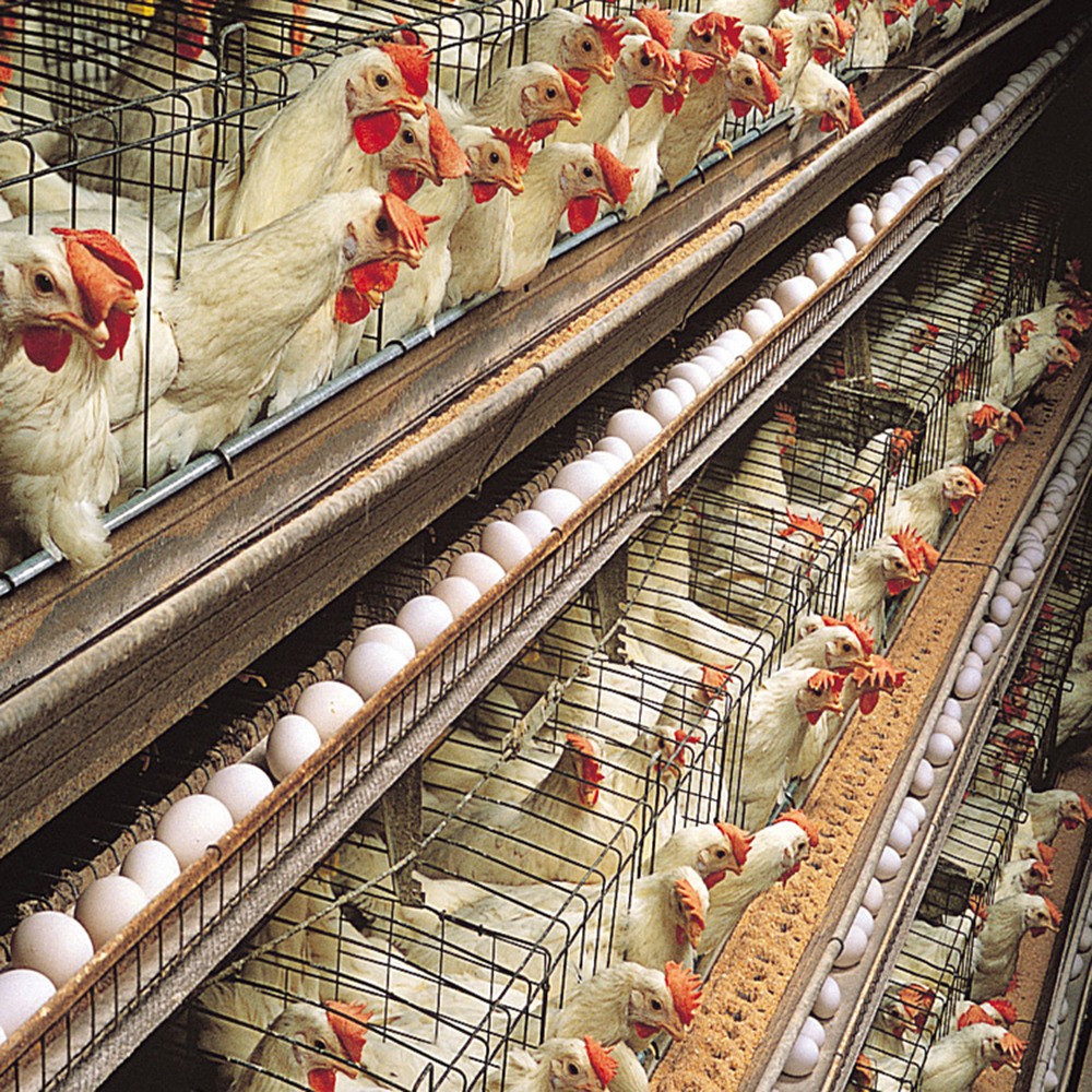 Modern H Beam Steel Structure Poultry House Long Span Steel Frame Farm Buildings