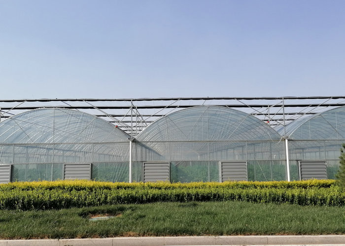 10000m2 Big Span Agriculture Multi Span Greenhouse Plastic Film Green House For Hydroponic Growing