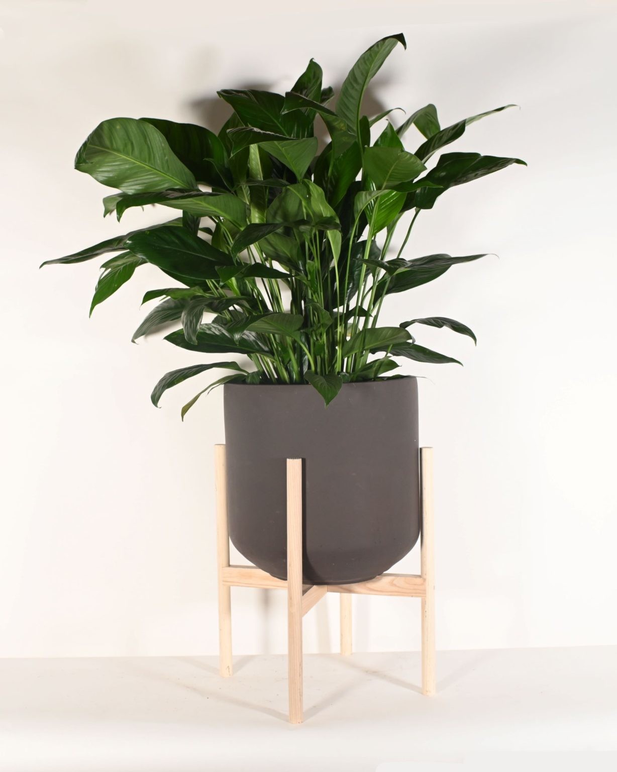 Wholesale Real Plant Display With Fiber Clay Planters Decoration
