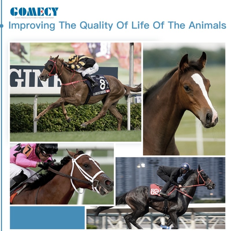 Portable High-Performance Radiofrequency Tecar Therapy for Horse Sports Injuries - Advanced Physiotherapy Treatment