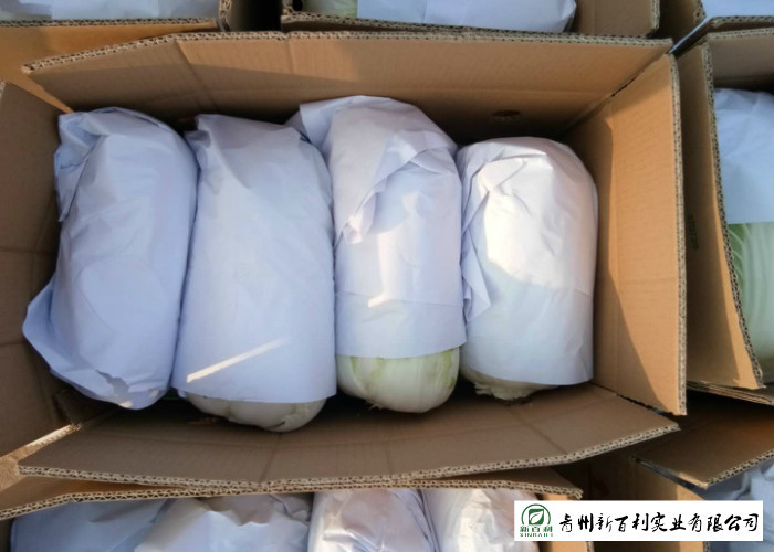 Common Chinese Long Cabbage / Ball Shape Flat Dutch Cabbage Vegetable