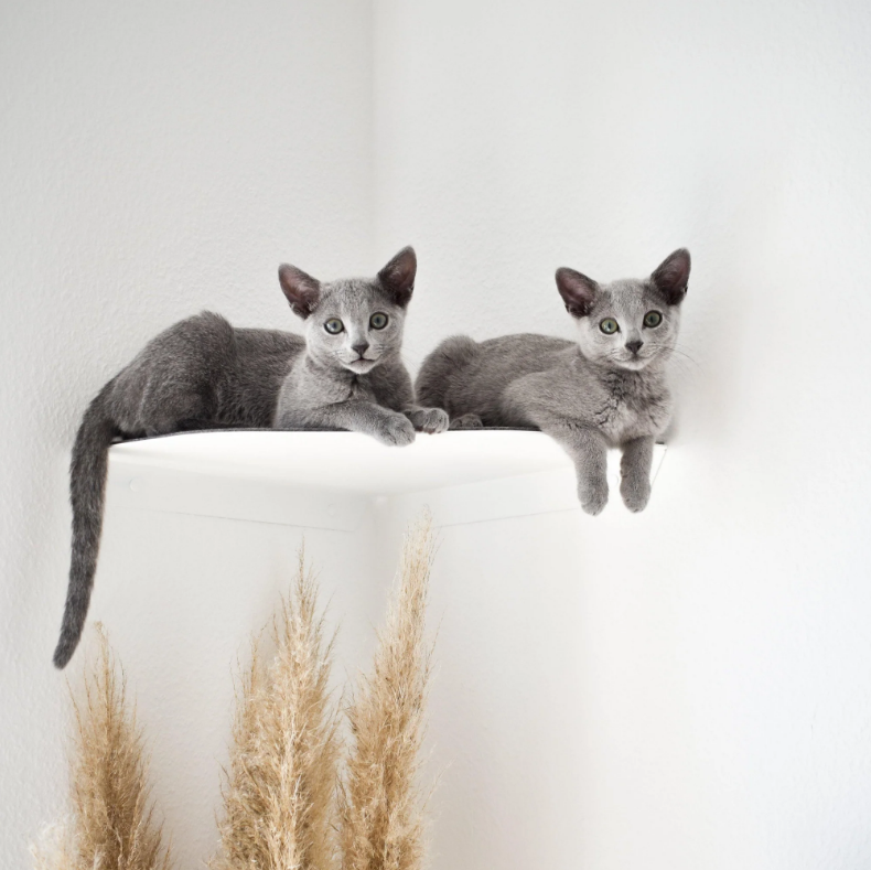 Keep Your Cat Active and Healthy with Yellow Floating Cat Wall Shelves Steel Perches