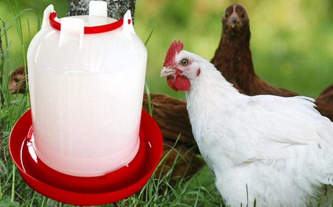 High Quality Poultry Farming Automatic Plastic Chicken Feeders and Drinkers QL603