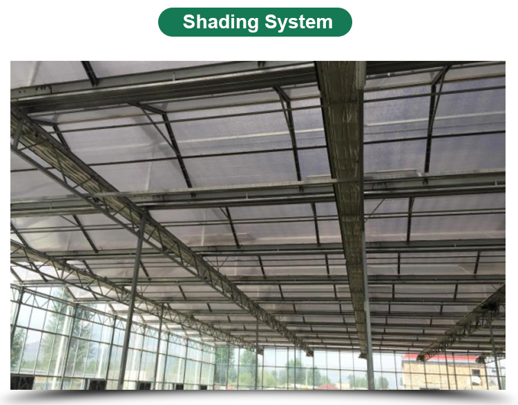 American Tomato Agriculture Polycarbonate Greenhouse Equipped with Hydroponic Systems