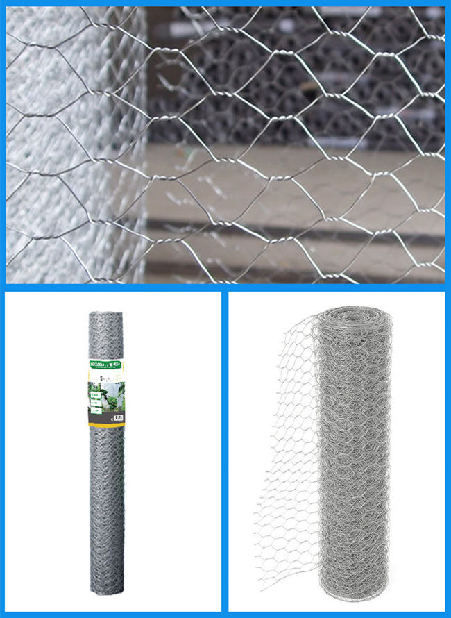 Anti Oxidation 150 Ft Poultry Chicken Mesh Fence Electro Galvanized BWG 25 0.5×25m