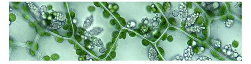 OPTO EDU A14.1096 Laboratory 22mm Inverted Fluorescence Microscope